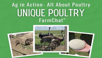 Ostrich Farming Brings Students New View of Iowa Agriculture 