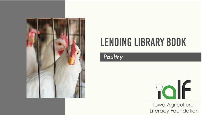 Farm Animals: Turkeys